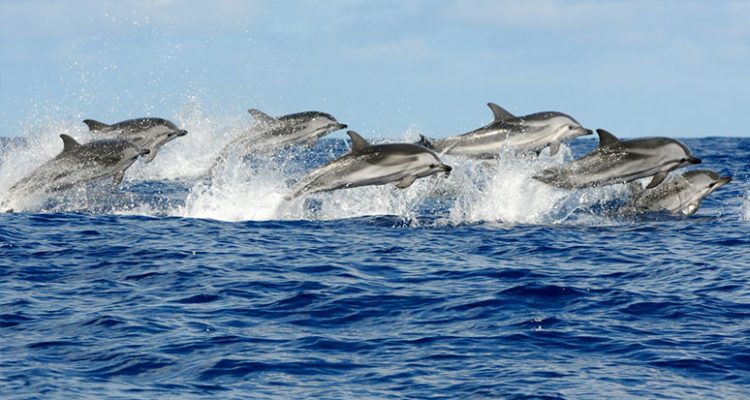 dolphins